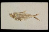 Detailed, Diplomystus Fossil Fish - Wyoming #92900-1